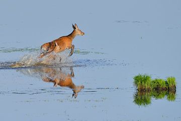 Cerf rouge en fuite sur Karin Jähne