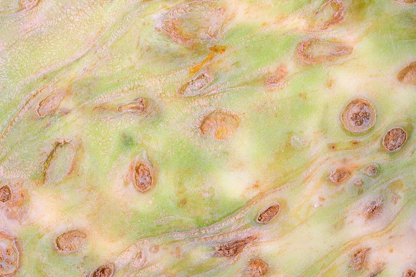 Photo macro abstraite d'un céleri par ManfredFotos