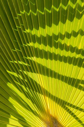 Structure of green palm leaf with shadows 2