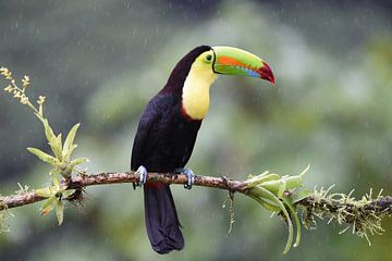 Vögel in Costa Rica: Keilschnabeltukan (Schwefelbrusttukan) von Rini Kools