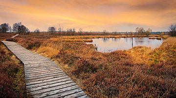 Brackvenn @ High Fens Eupen by Rob Boon
