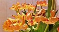 Tulpen geel