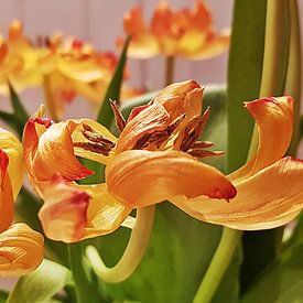 Tulpen geel van Wil Meijer-Kal