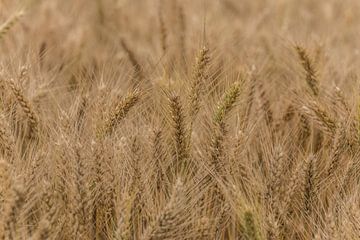 The golden grain by Ans Bastiaanssen