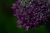 Alium