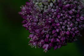 Alium