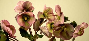 Helleborus van Annelies Martinot