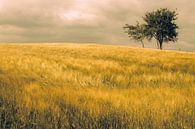 Grain field  by marleen brauers thumbnail