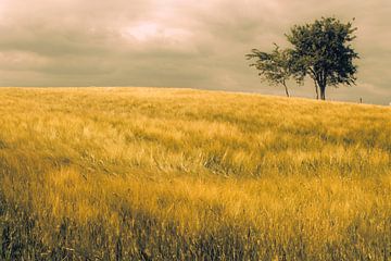 Grain field  by marleen brauers