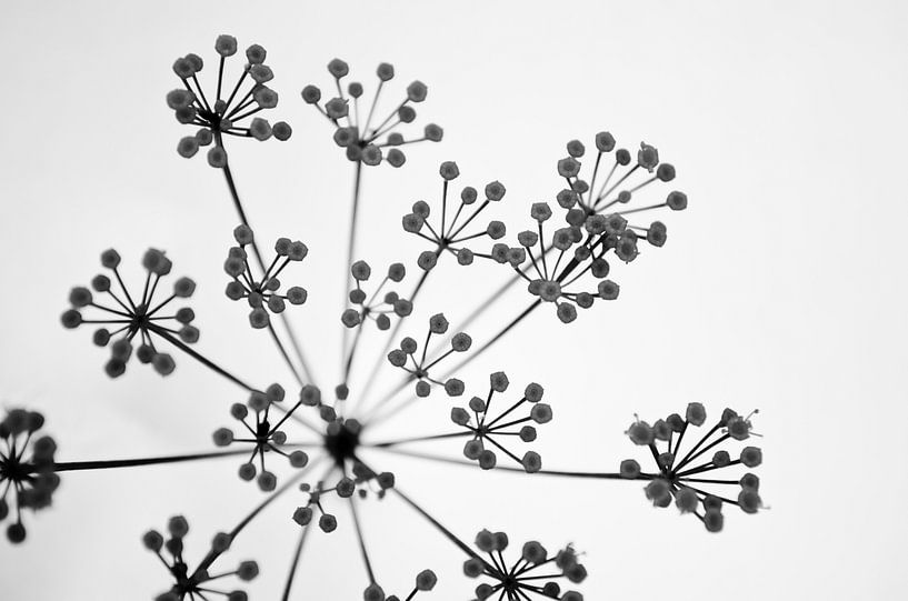 Aneth - Herbes, photographie en noir et blanc par Nicole Schyns
