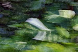Abstrakte Fotografie-Botanik-Pflanzen