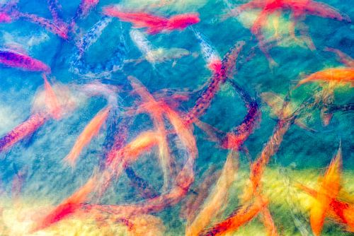 Het wonder van beweging