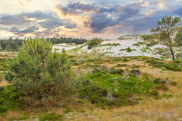 natuurgebied de Schoorlse Duinen in Noord-Holland van eric van der eijk