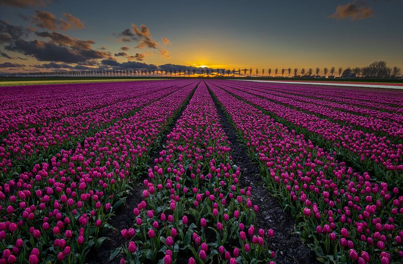 Tulipfield from a high point of view by peterheinspictures