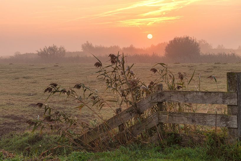 Good Morning Sunshine Hek met de zonsopkomst in de mist van R Smallenbroek
