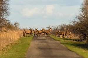 Edelherten overstekend op de weg