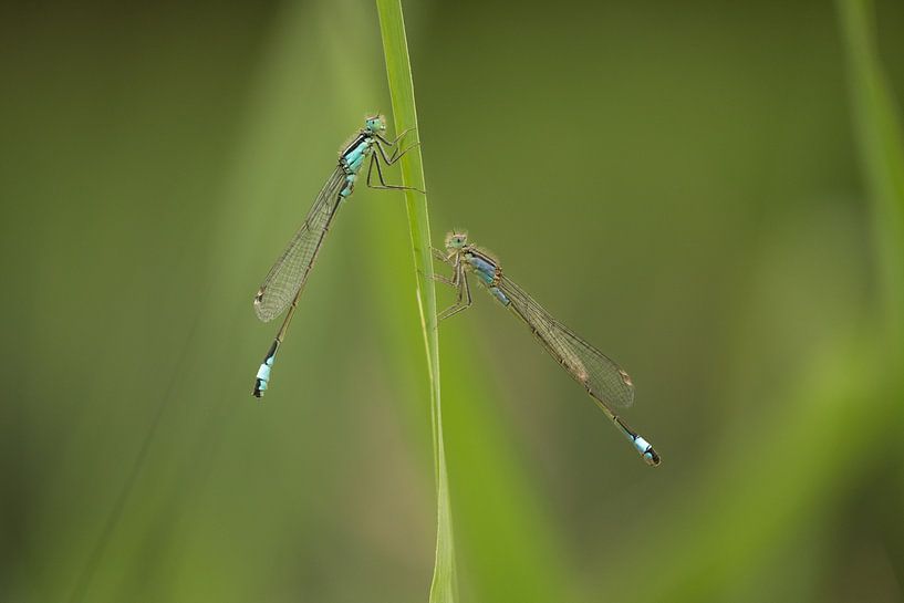 Two damselflies by Moetwil en van Dijk - Fotografie