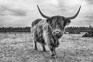 Schotse hooglander van Mark Bolijn