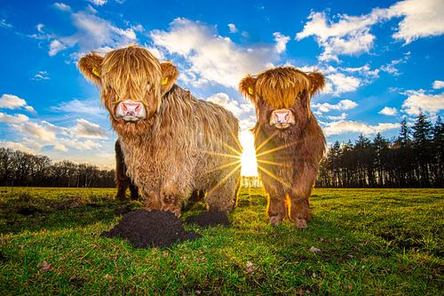 Les Highlanders écossais