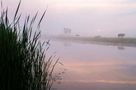 Koeien in de mist langs de Haarlemmertrekvaart van Menno van Duijn thumbnail