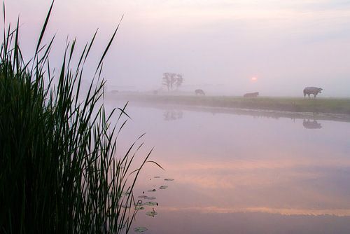 Koeien in de mist langs de Haarlemmertrekvaart