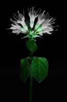 Blume in Grün & Weiß