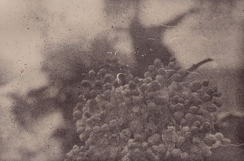 Meadow _ 16