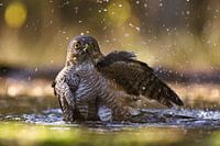Sperwer badderend