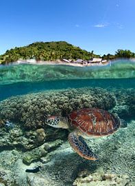 Entlang des Ufers von Andrey Narchuk