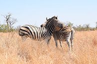 Zèbres dans le parc national Kruger, Afrique du Sud par Elles van der Veen Aperçu
