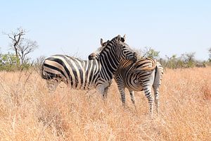 Zebra's in Kruger National Park, Zuid-Afrika van Elles van der Veen