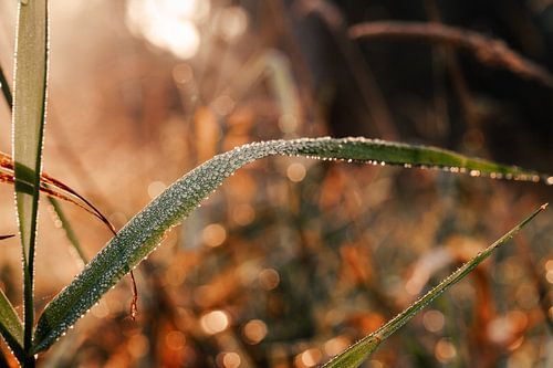 Tautropfen auf einem Blatt im Leeuwarder Bos