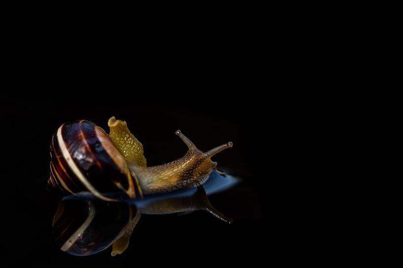 Luie slak in bad met reflectie (weerspiegeling) natuurfotografie van T de Smit