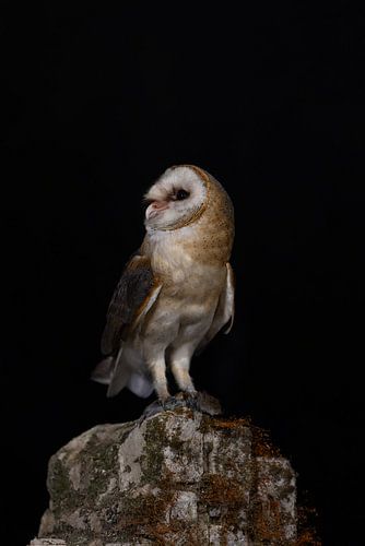Chouette effraie dans l'obscurité : pose nocturne