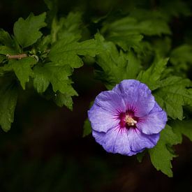 Purple Flower by Insolitus Fotografie