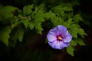 Violette Blume von Insolitus Fotografie