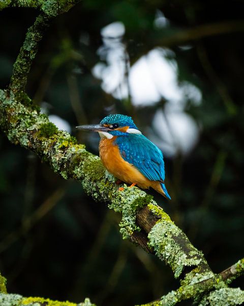 Kingfisher by Markus Schulz