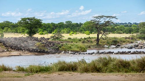 Flussüberquerung von Gnus während der jährlichen Migration in der Serengeti, Tansania