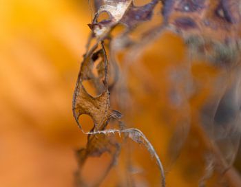 photography detail dead leafs