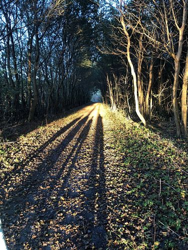 Schattenpfad von Spiegeltje