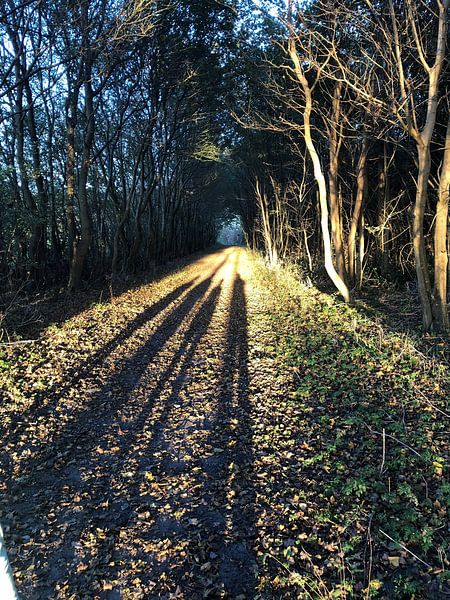 Chemin d'ombre par Spiegeltje