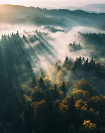 Autumn forest at sunrise