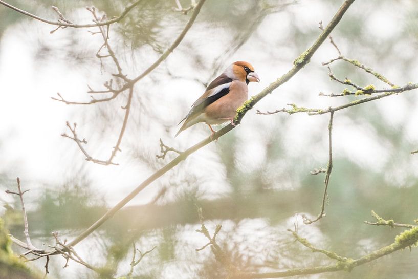 Apple finch by Danny Slijfer Natuurfotografie
