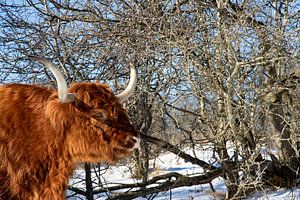 Vache dans la neige sur Karin Bakker