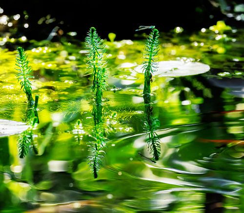 Dennenbladeren in de tuinvijver