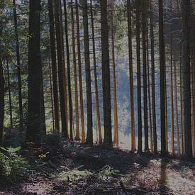 Verborgen zonlicht. van Marijke Scheers