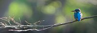 IJsvogel panorama van IJsvogels.nl - Corné van Oosterhout thumbnail