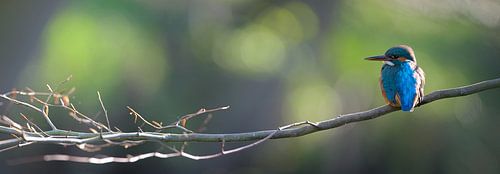 Kingfisher panorama by Kingfisher.photo - Corné van Oosterhout