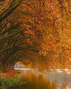 Herfst bij de Baldeneysee van Henk Meijer Photography