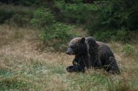 European Brown Bear *Ursus arctos*, funny cup running over a clearing by wunderbare Erde thumbnail